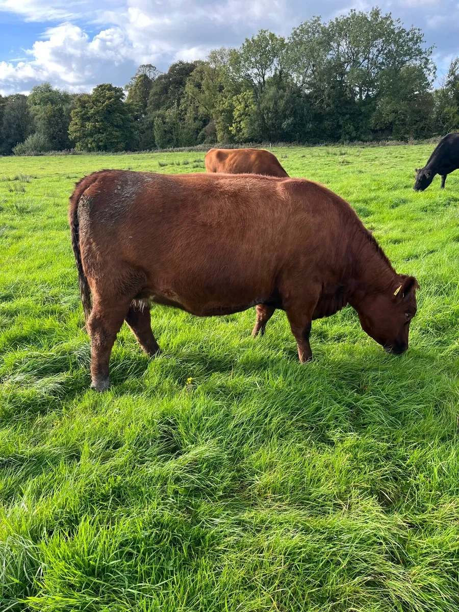 Incalf pbr red Angus heifer - Image 1