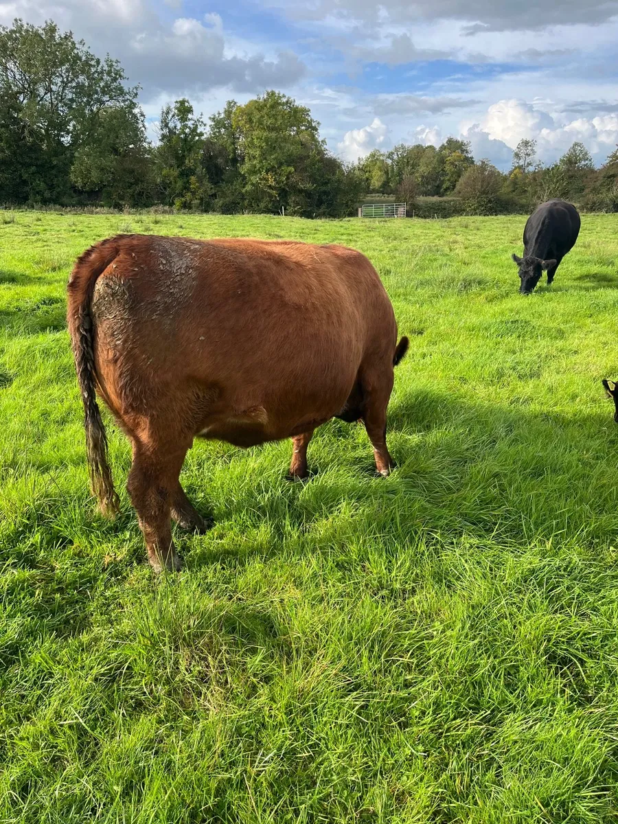 Incalf pbr red Angus heifer - Image 2
