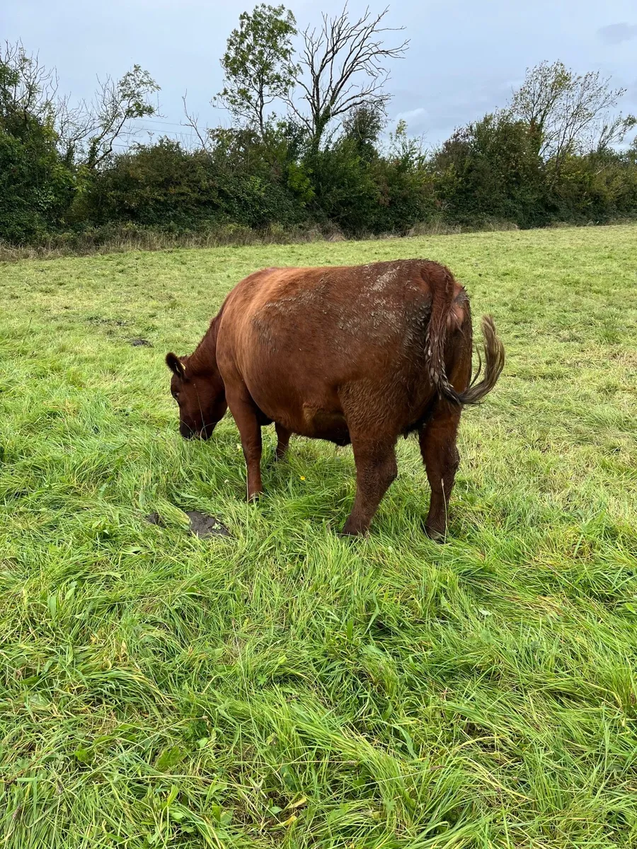 Incalf pbr red Angus heifer - Image 3