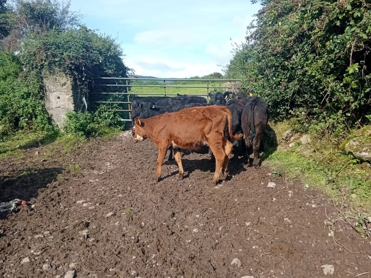 Angus heifers - Image 2