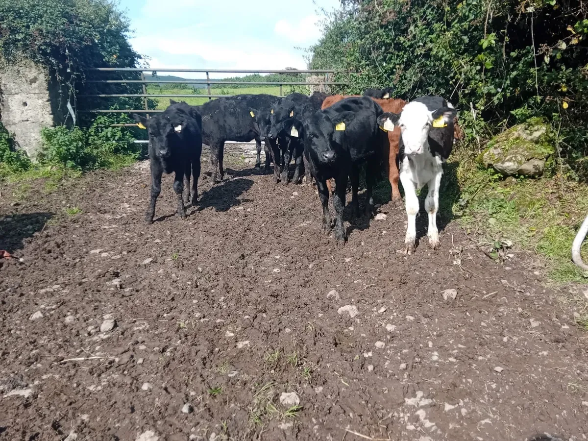 Angus heifers - Image 3