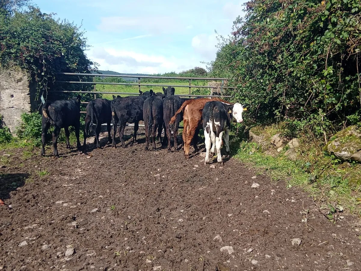 Angus heifers - Image 4