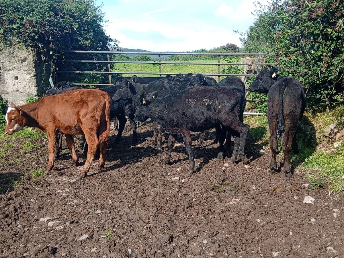 Angus heifers - Image 1