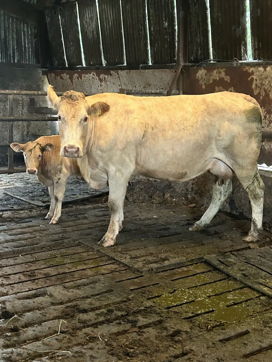 💥Pedigree saler bull and suckler outfit 💥 - Image 1