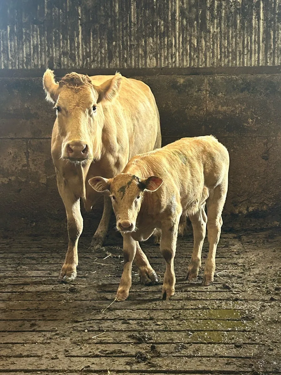 💥Pedigree saler bull and suckler outfit 💥 - Image 2