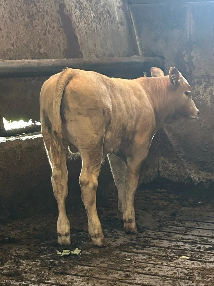 💥Pedigree saler bull and suckler outfit 💥 - Image 3