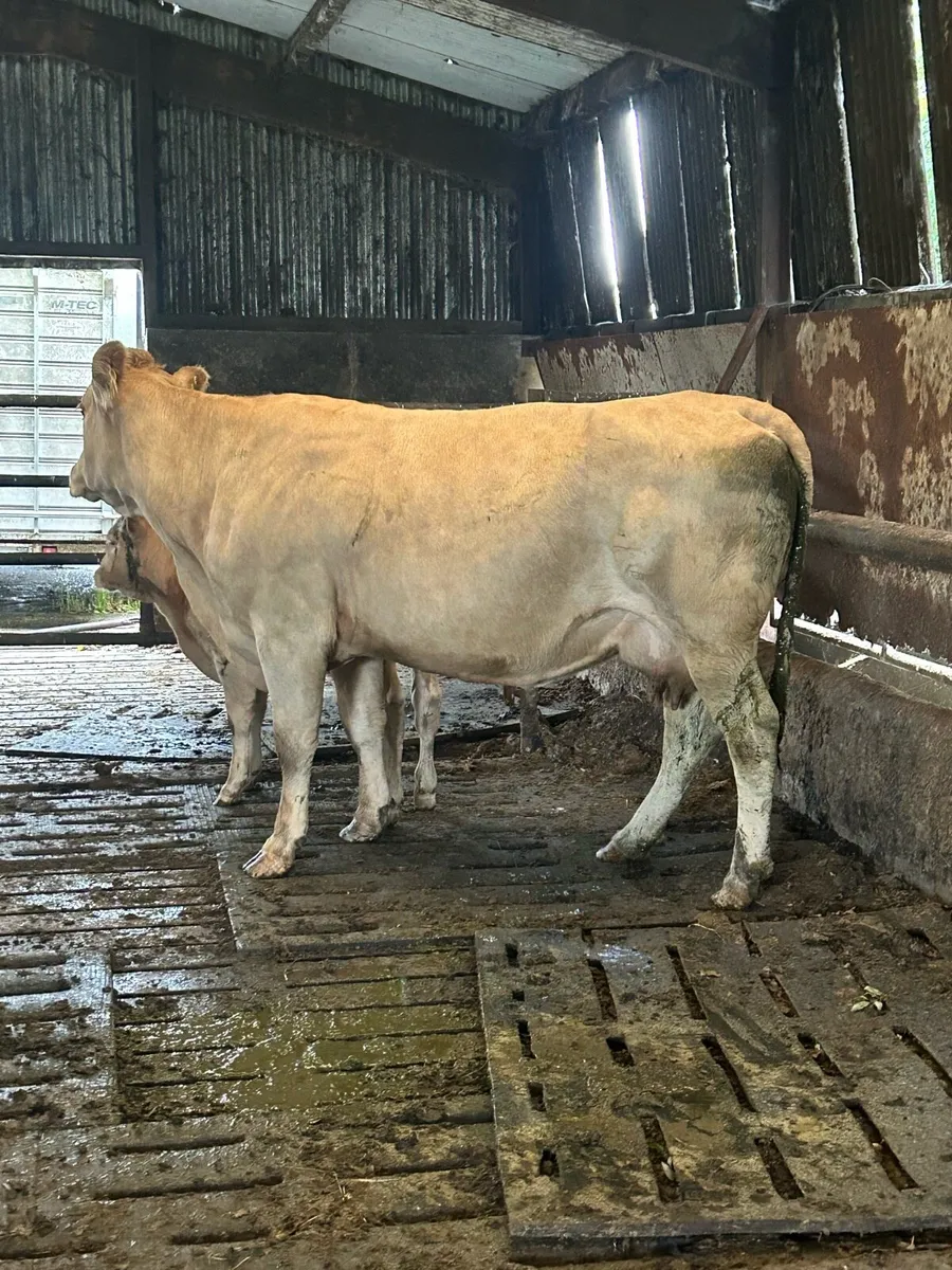💥Pedigree saler bull and suckler outfit 💥 - Image 4