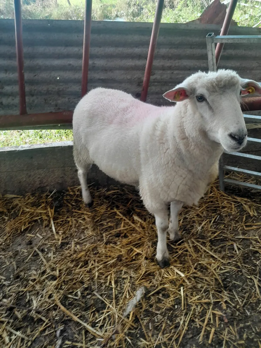 Galway Hogget Ram - Image 4