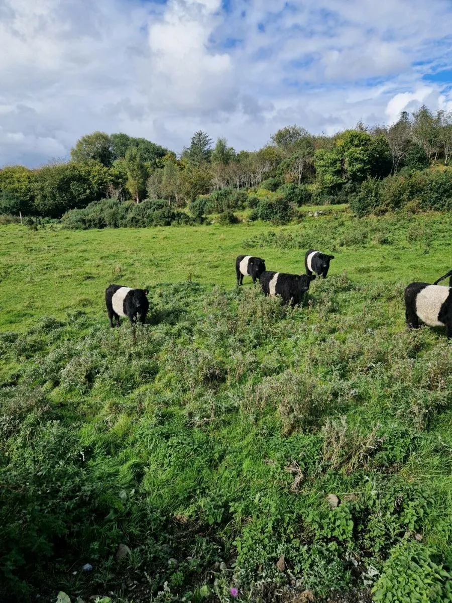 Organic belted galloway heifers - Image 1