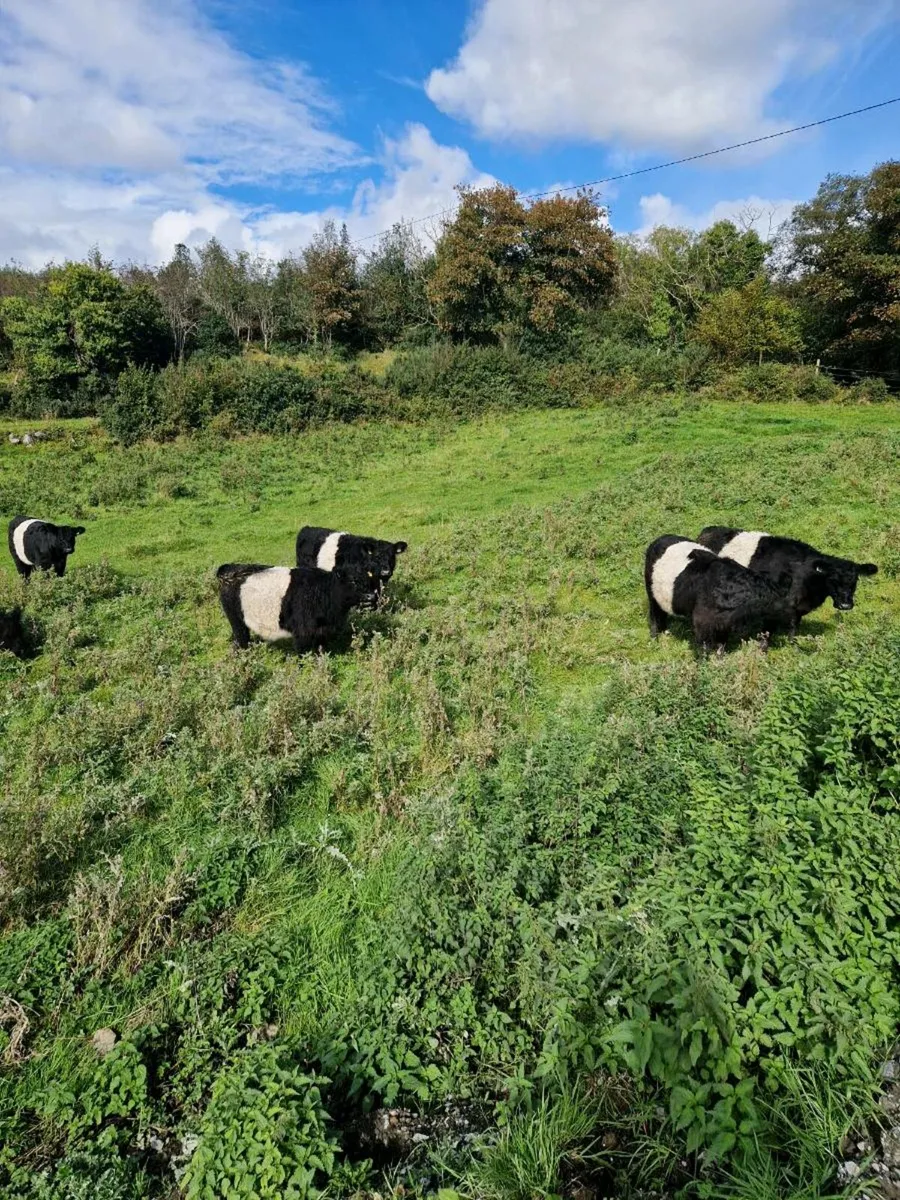 Organic belted galloway heifers - Image 2
