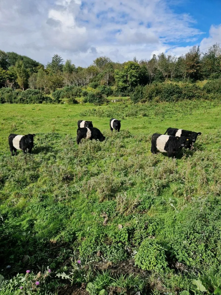 Organic belted galloway heifers - Image 3