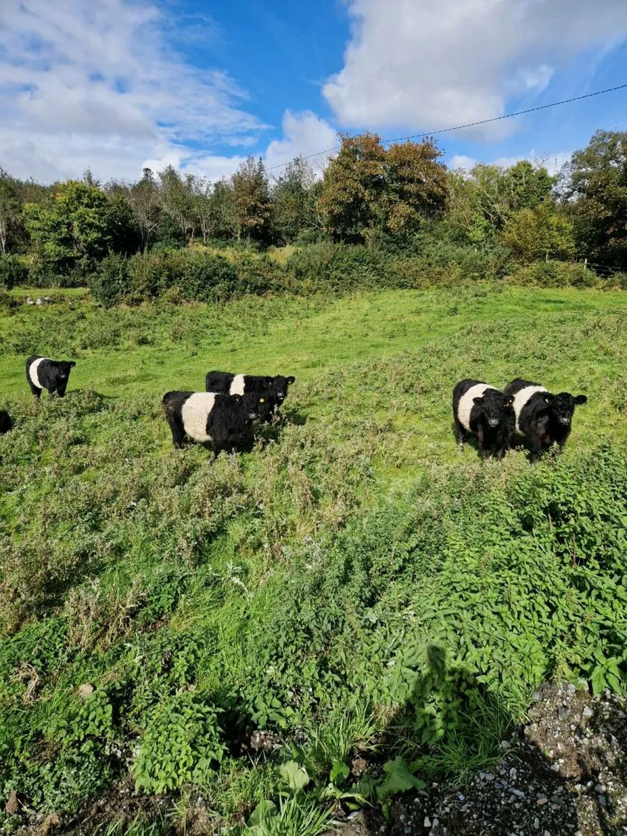 Organic belted galloway heifers - Image 4