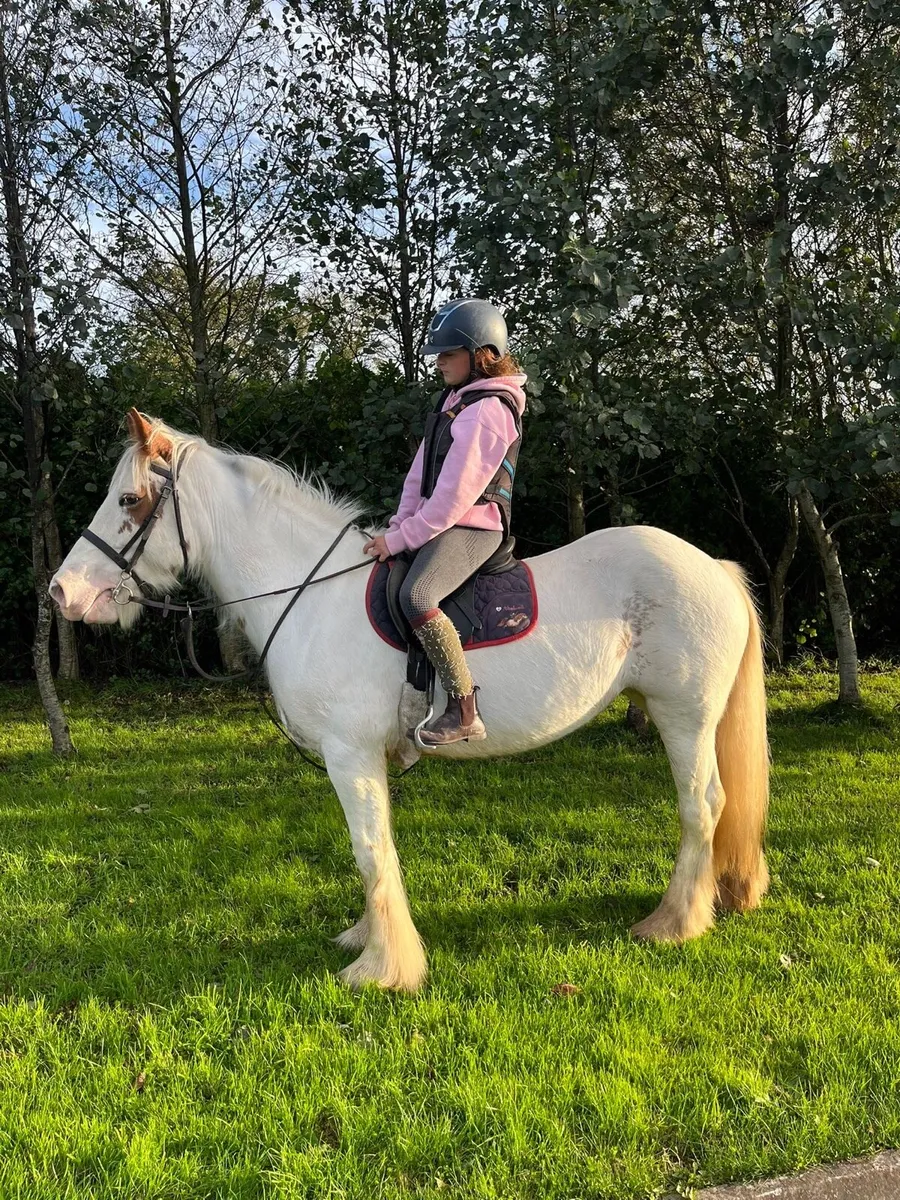 14.1 hh, mare, 5 yr old pony - Image 2