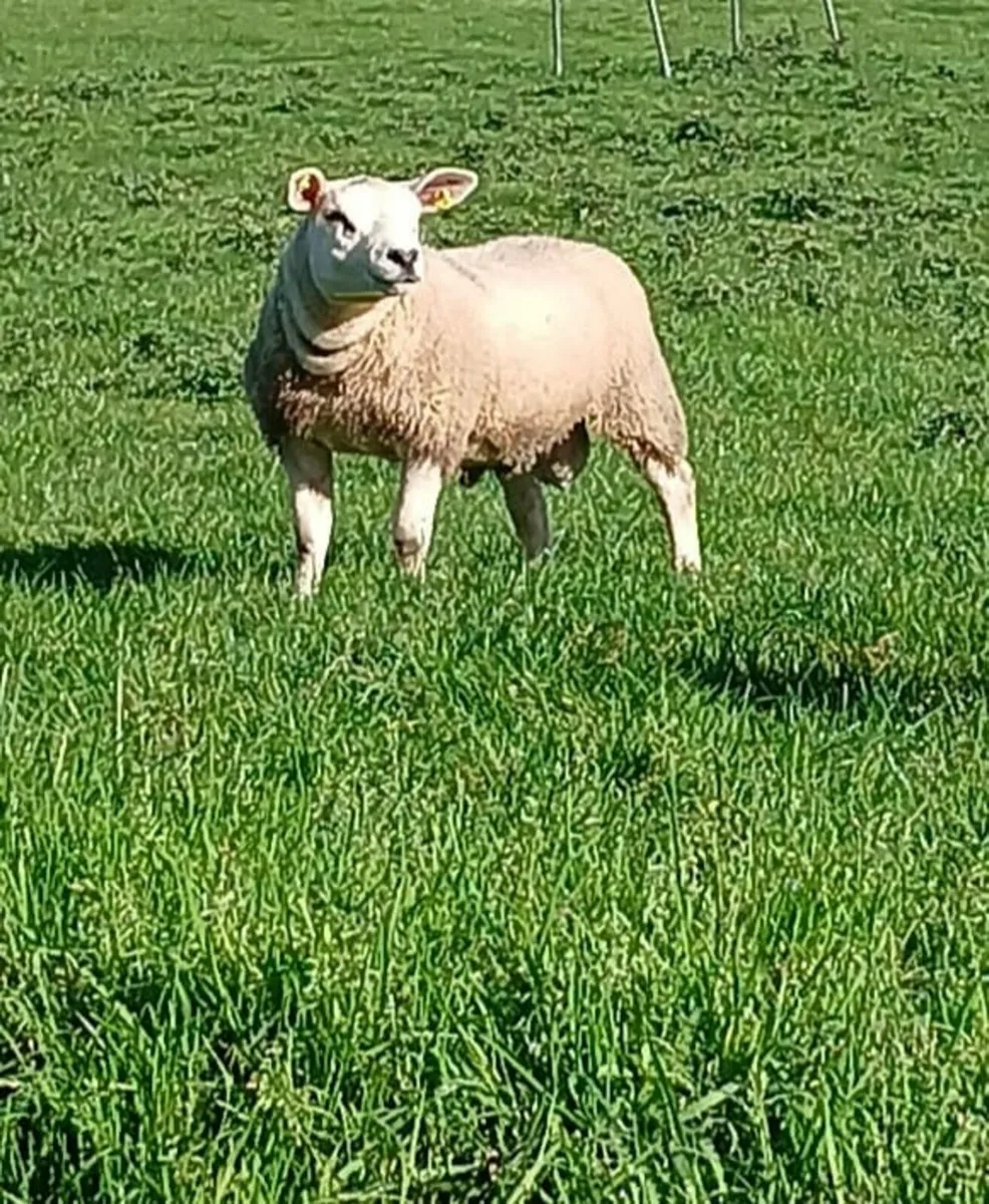 PBNR Texel Rams - Image 1