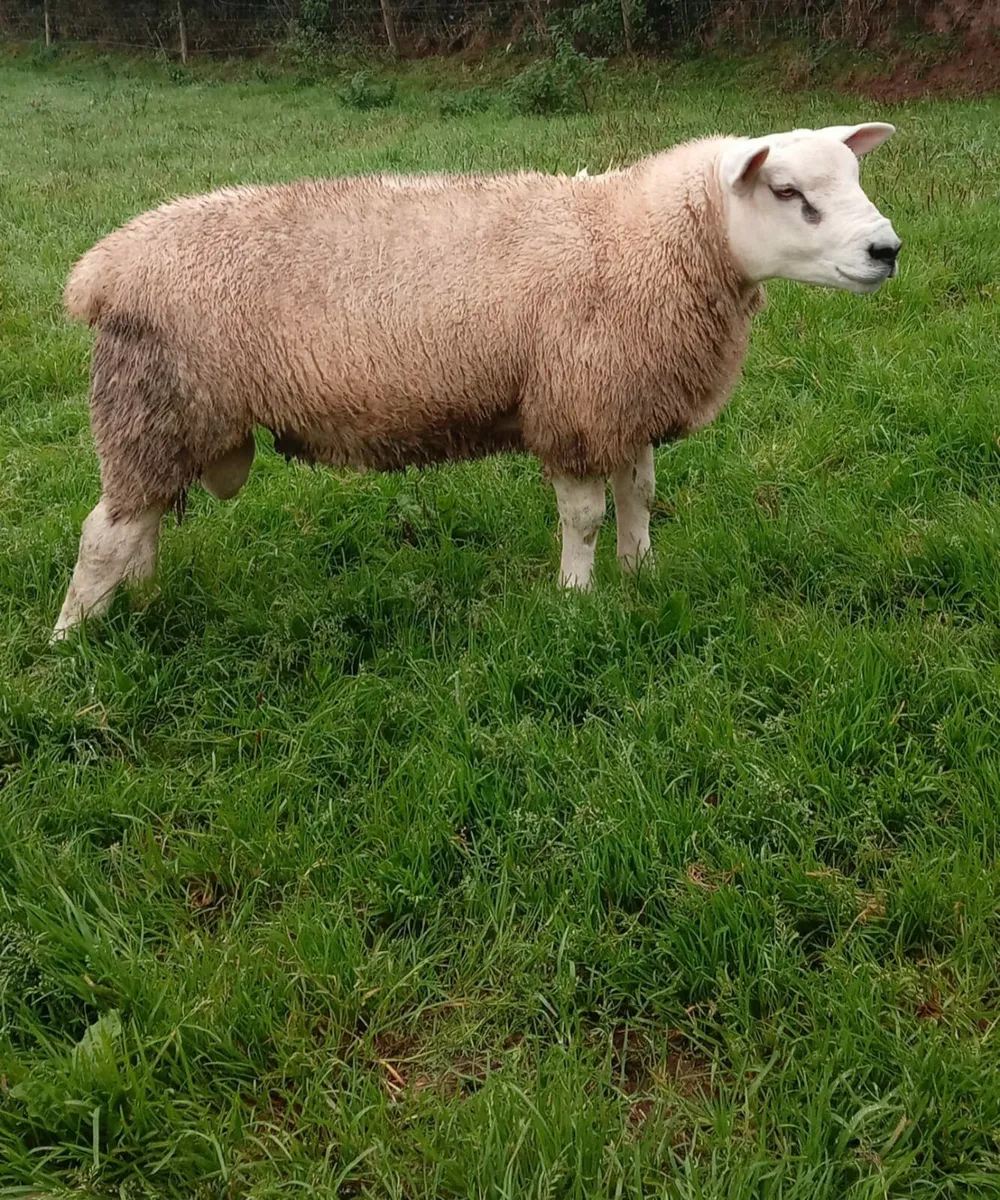 PBNR Texel Rams - Image 2