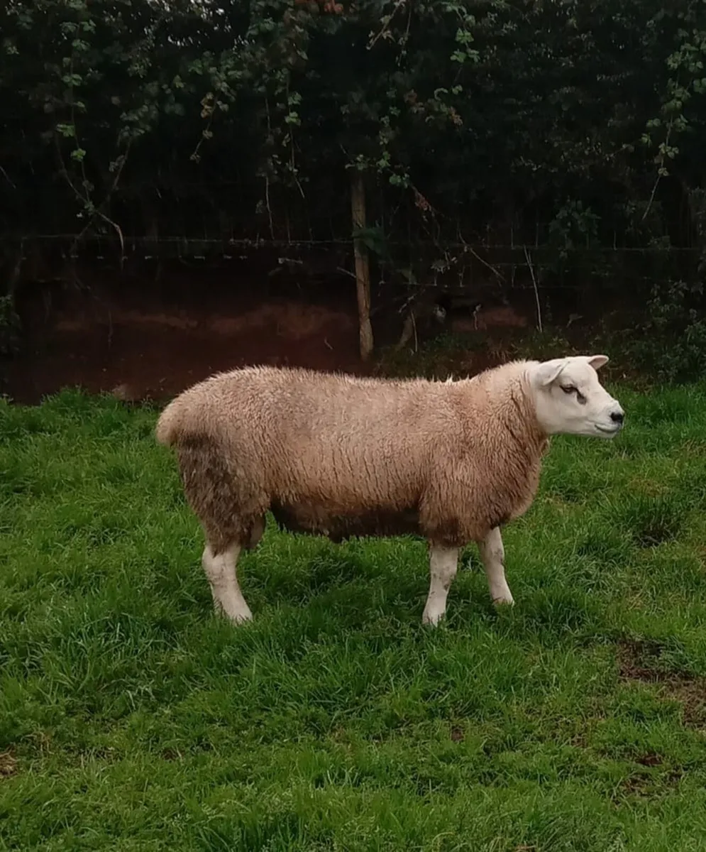 PBNR Texel Rams - Image 3