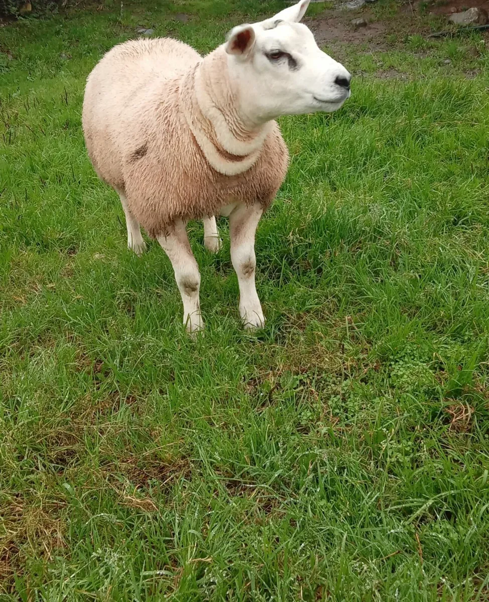 PBNR Texel Rams - Image 4