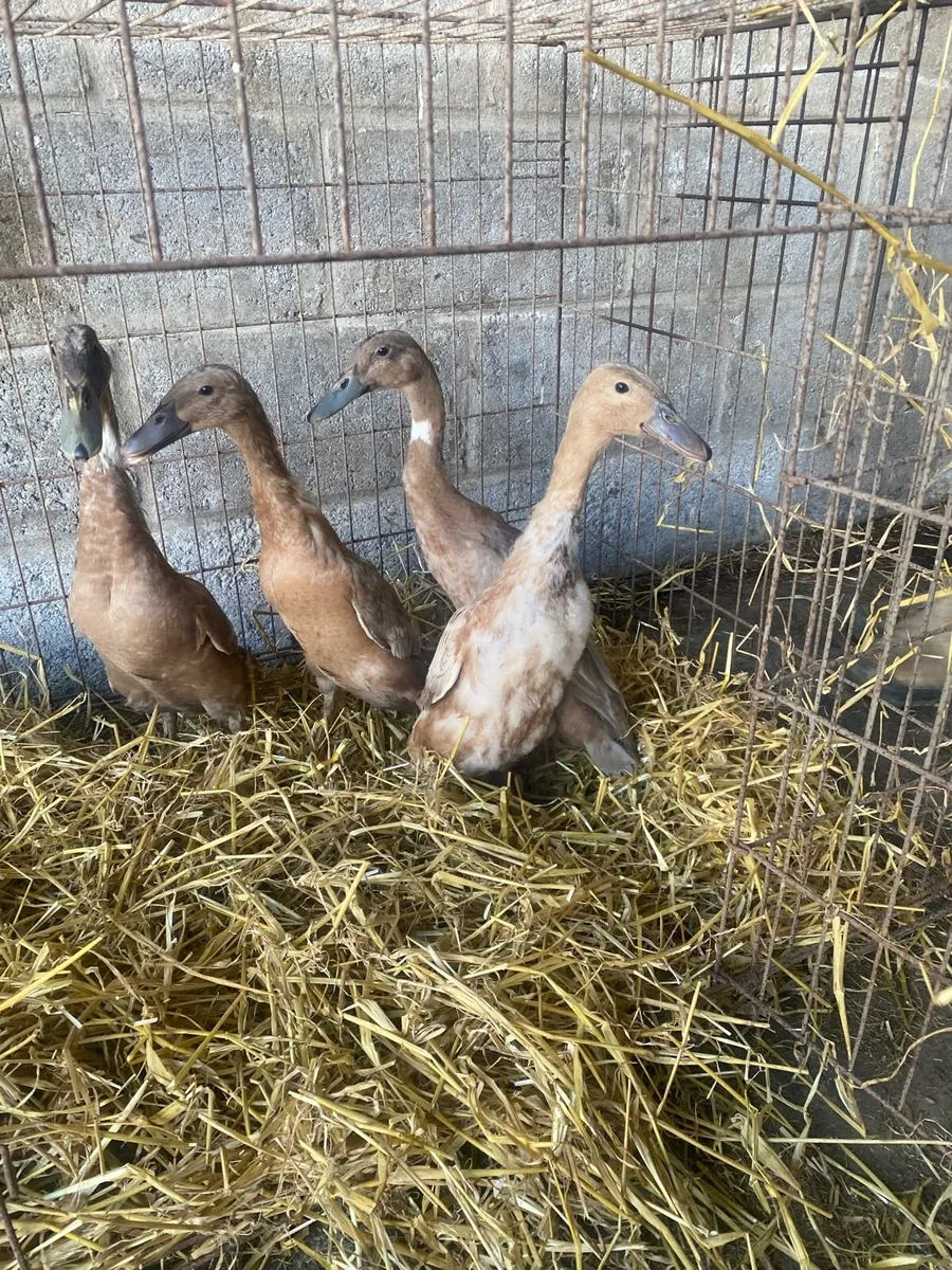 Ducks and poultry - Image 2