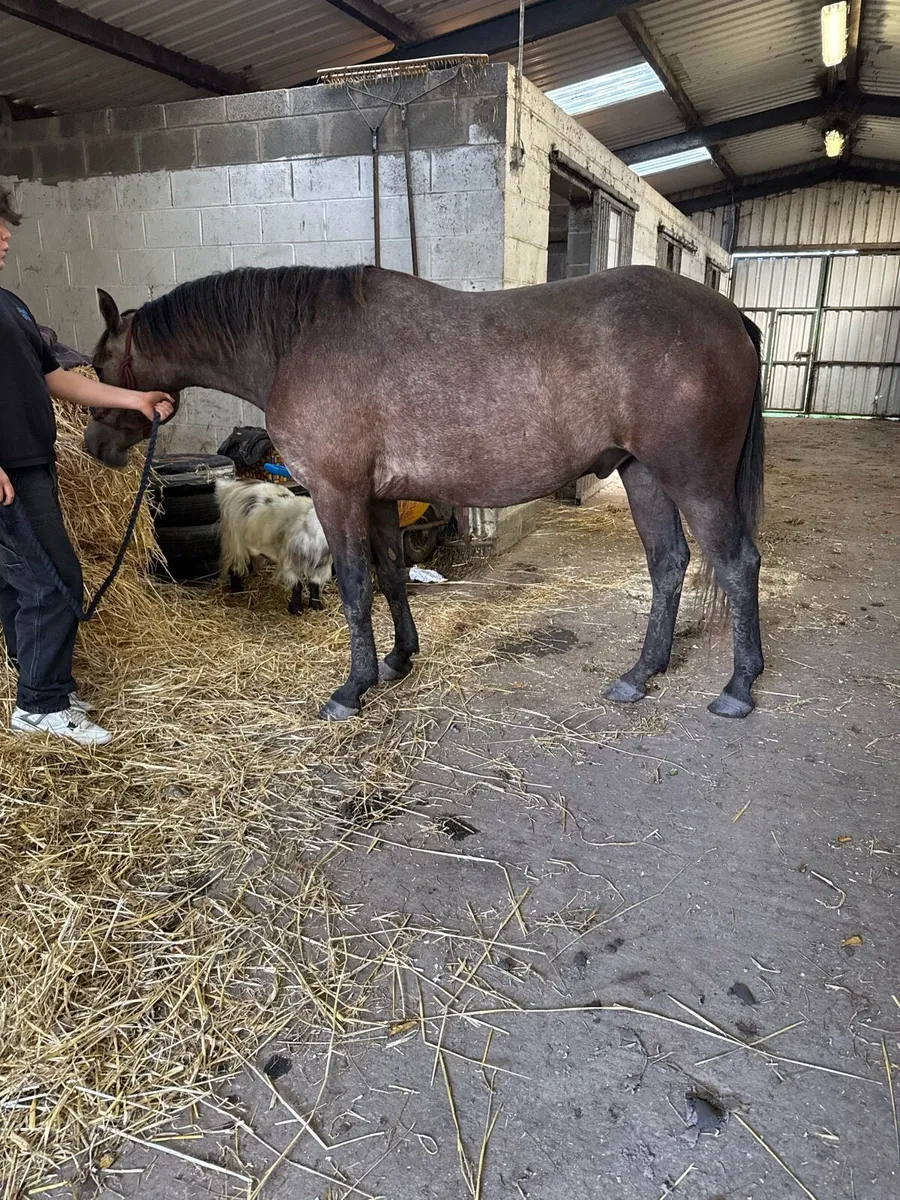 Roan Connemara gelding - Image 1