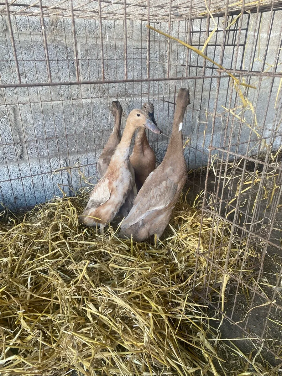Ducks and poultry - Image 3