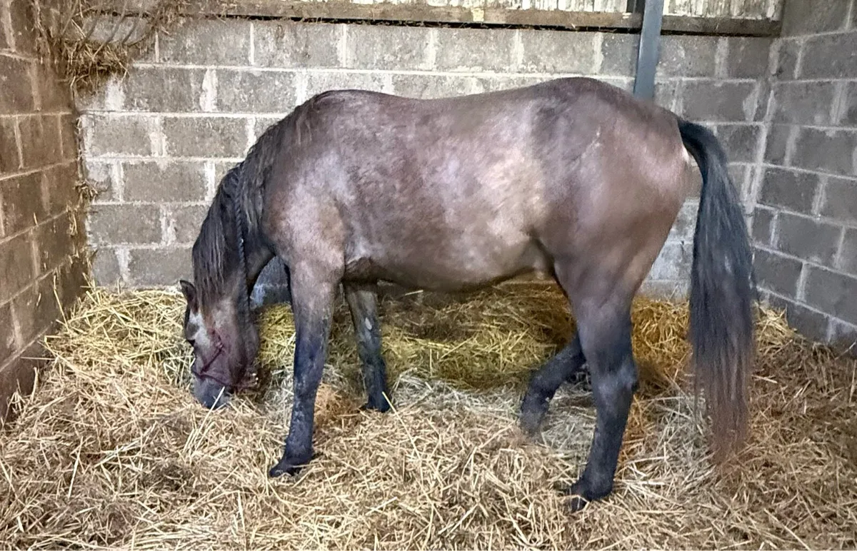 Roan Connemara gelding - Image 2