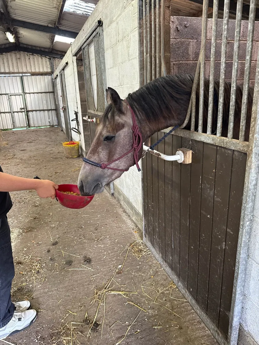 Roan Connemara gelding - Image 3