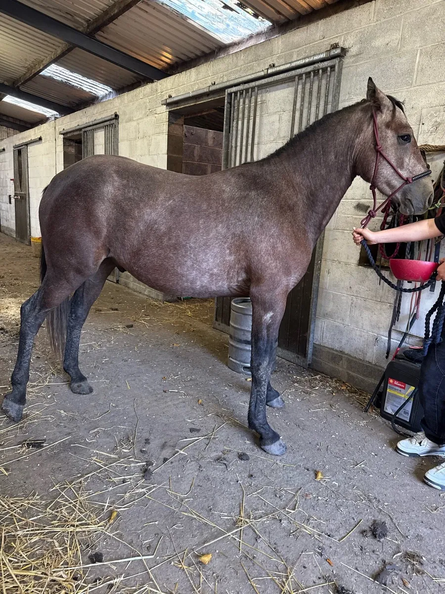 Roan Connemara gelding - Image 4
