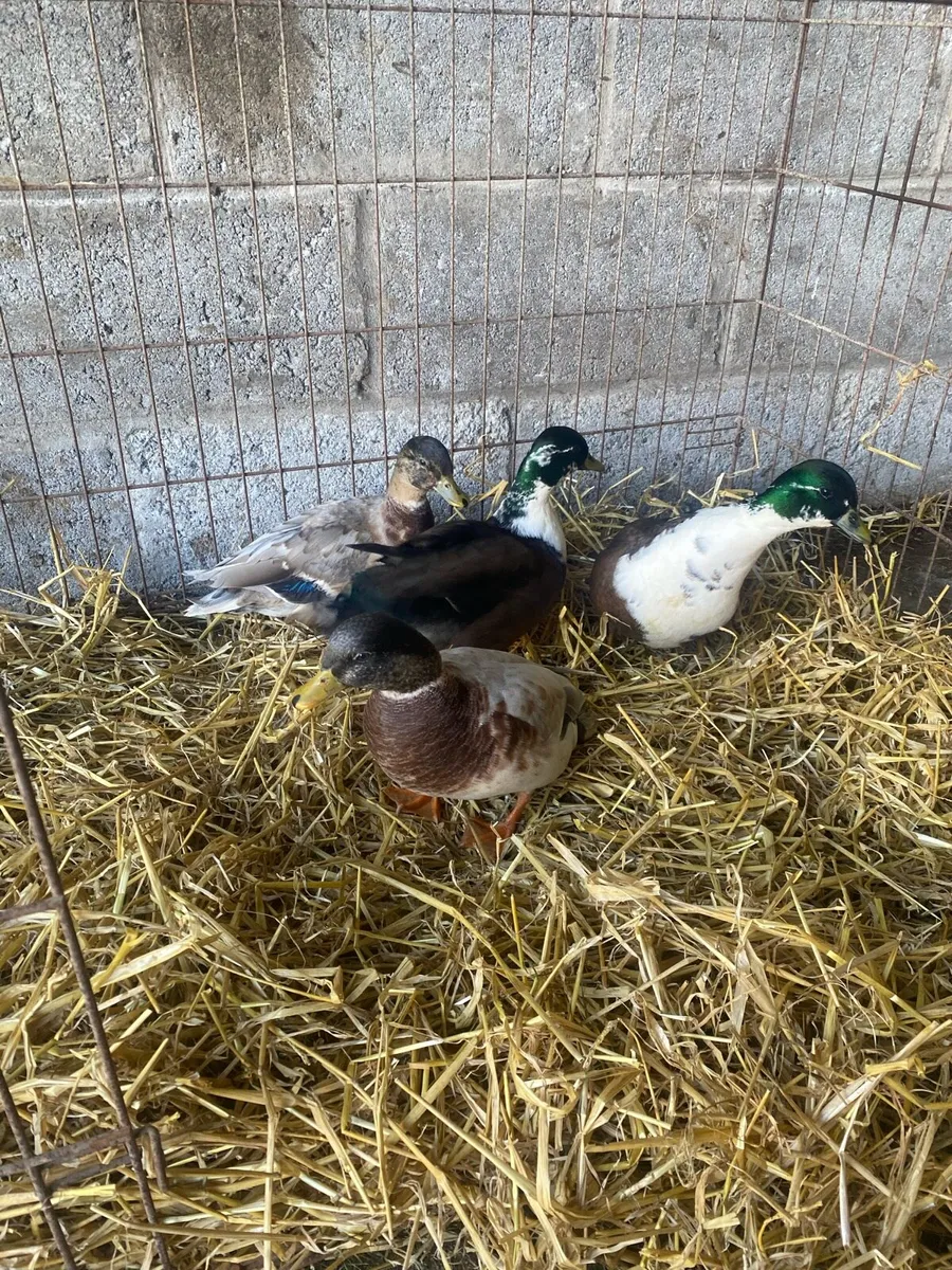 Ducks and poultry - Image 4