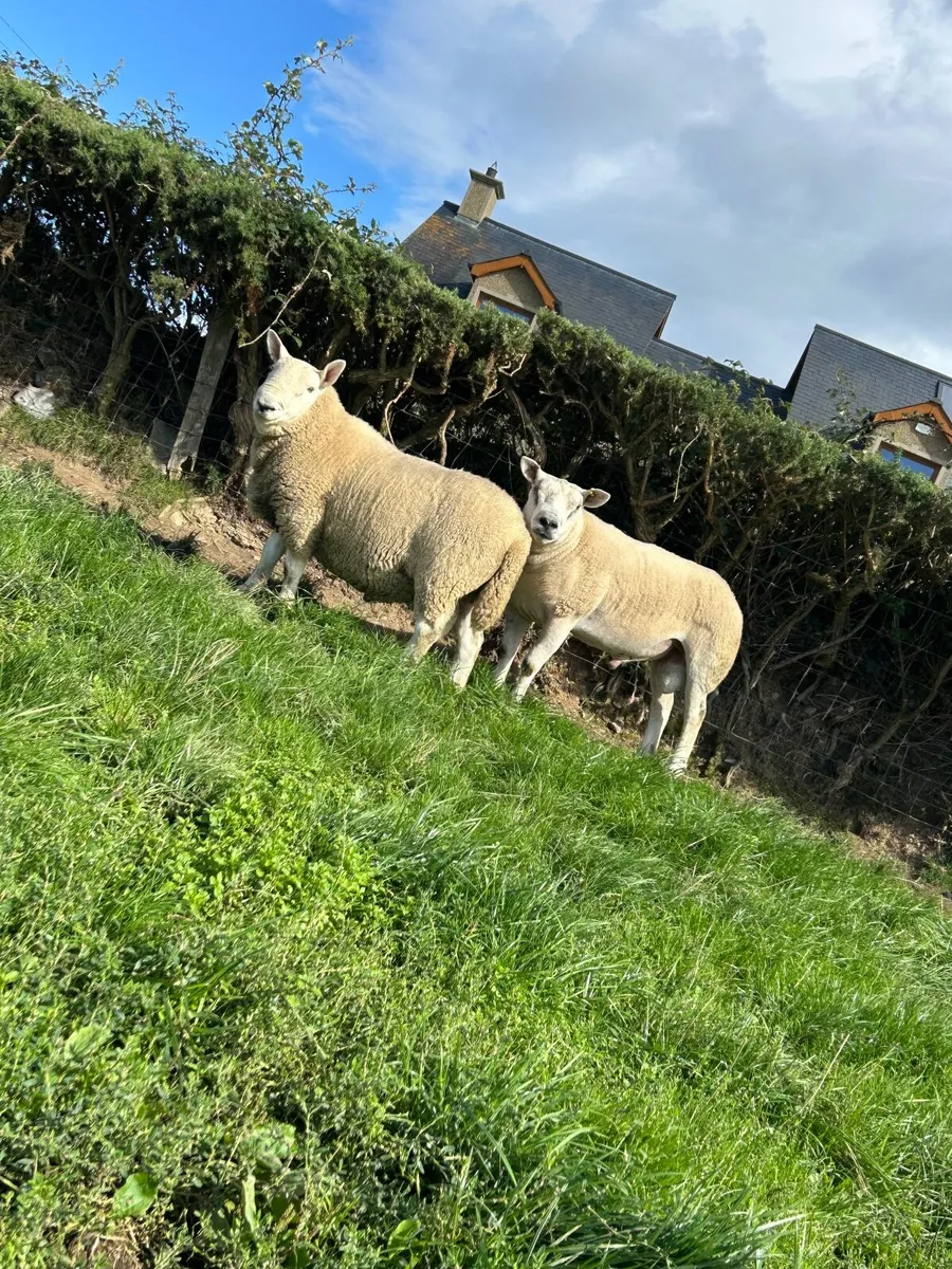 NC Cheviot Shearling Ram