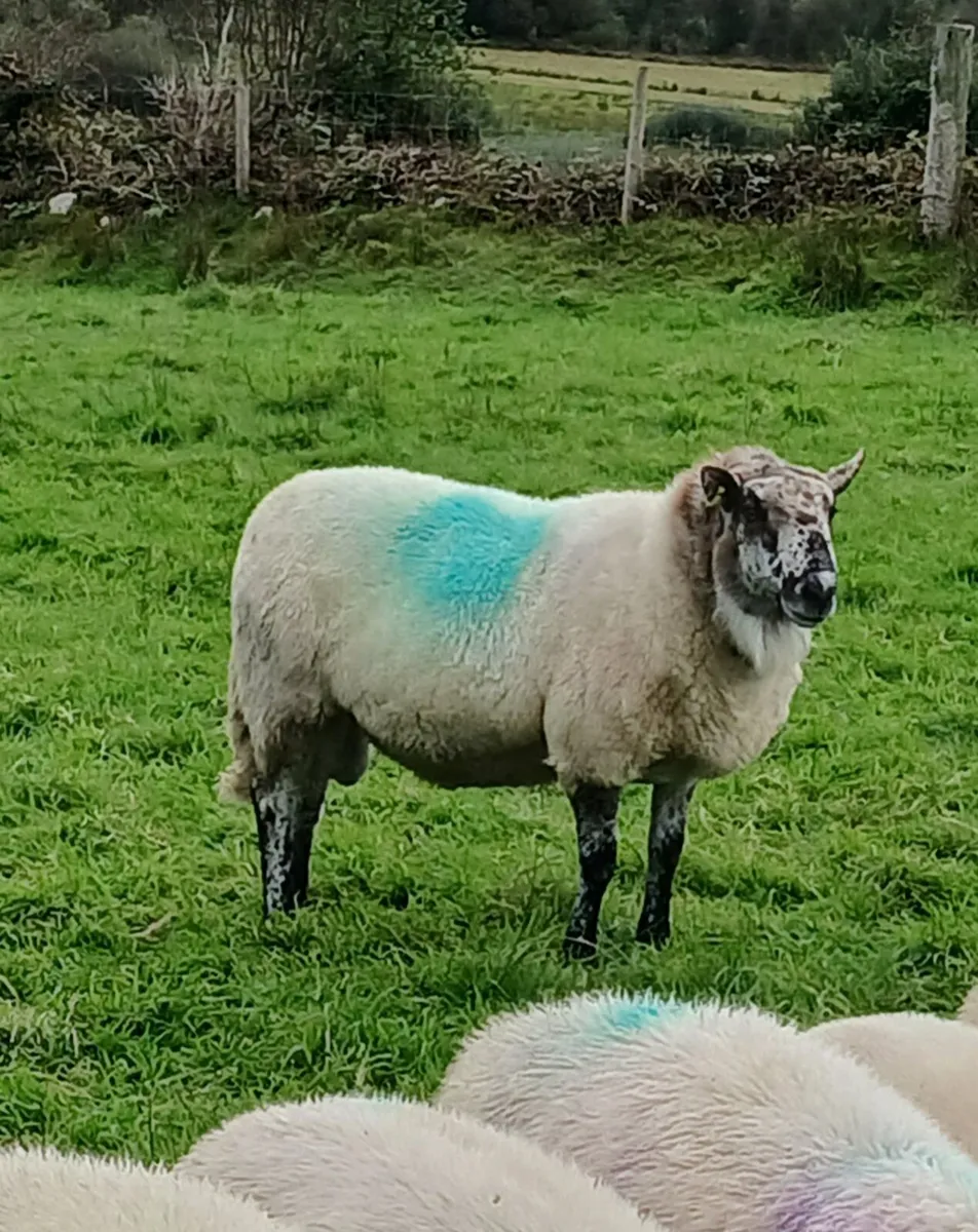 Brookie Ram - Image 1