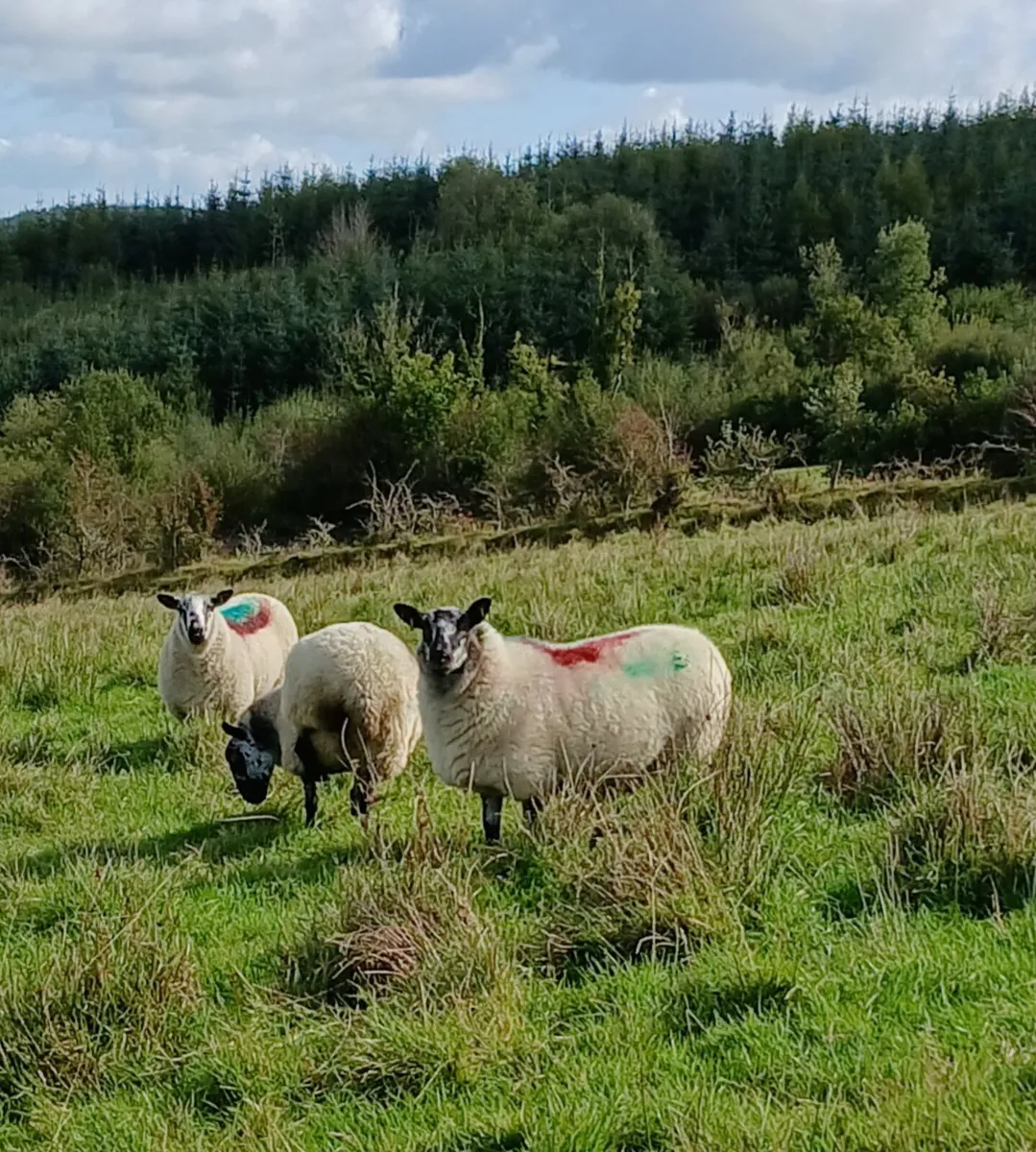 Brookie Ram - Image 3
