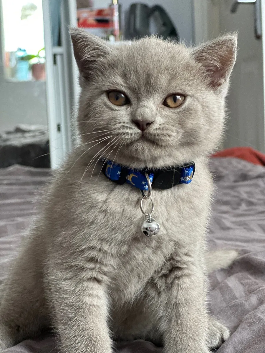 British Shorthair boy - Image 1