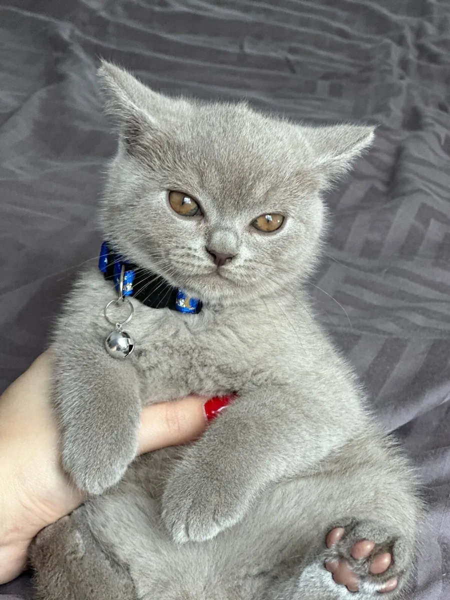 British Shorthair boy - Image 3
