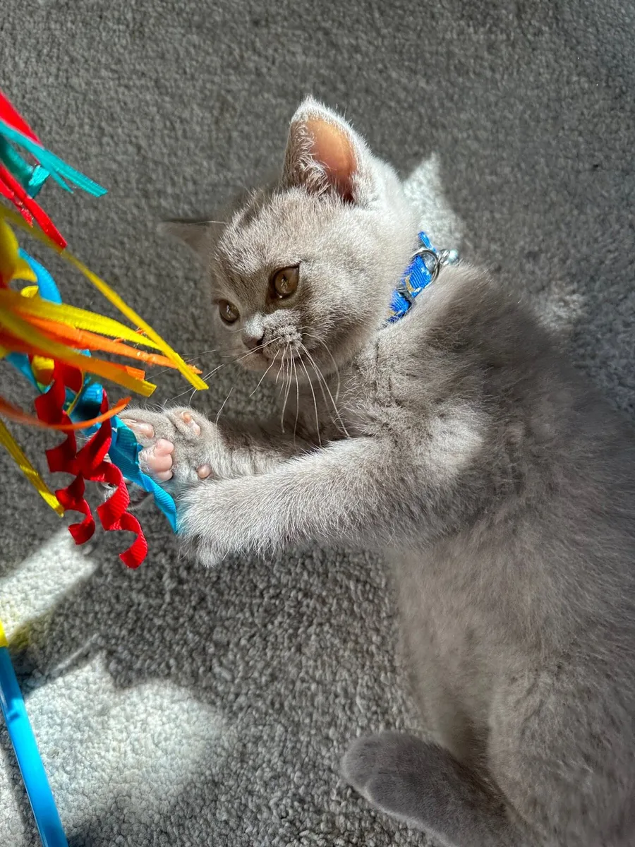 British Shorthair boy - Image 4