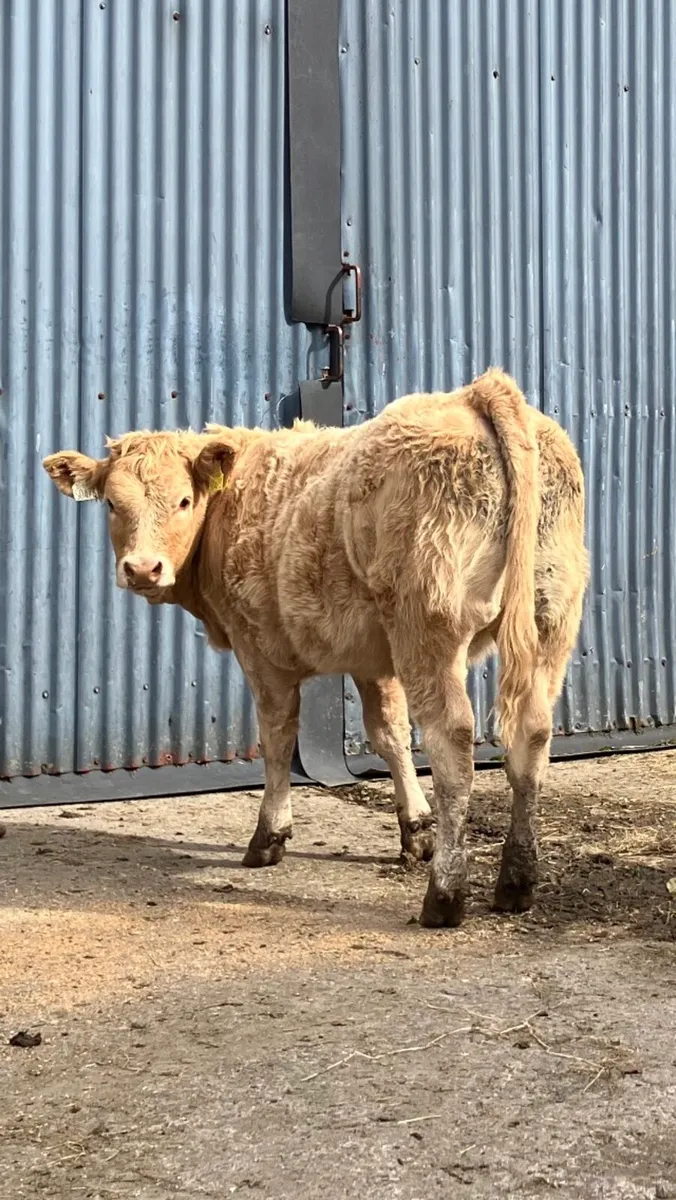 Weanling' Bulls/Heifers Carnaross Mart Tues23 Sept - Image 1