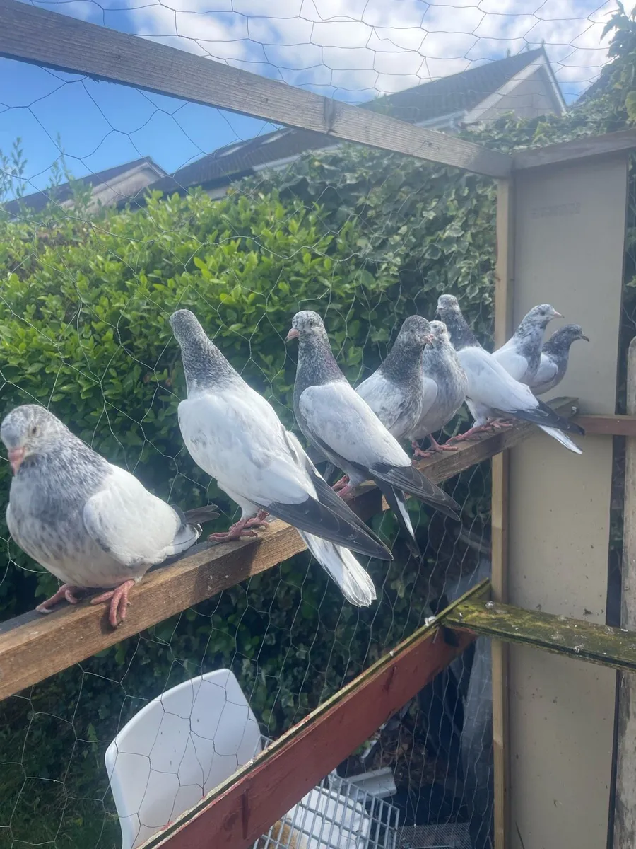 High Flyers baby pigeon - Image 1