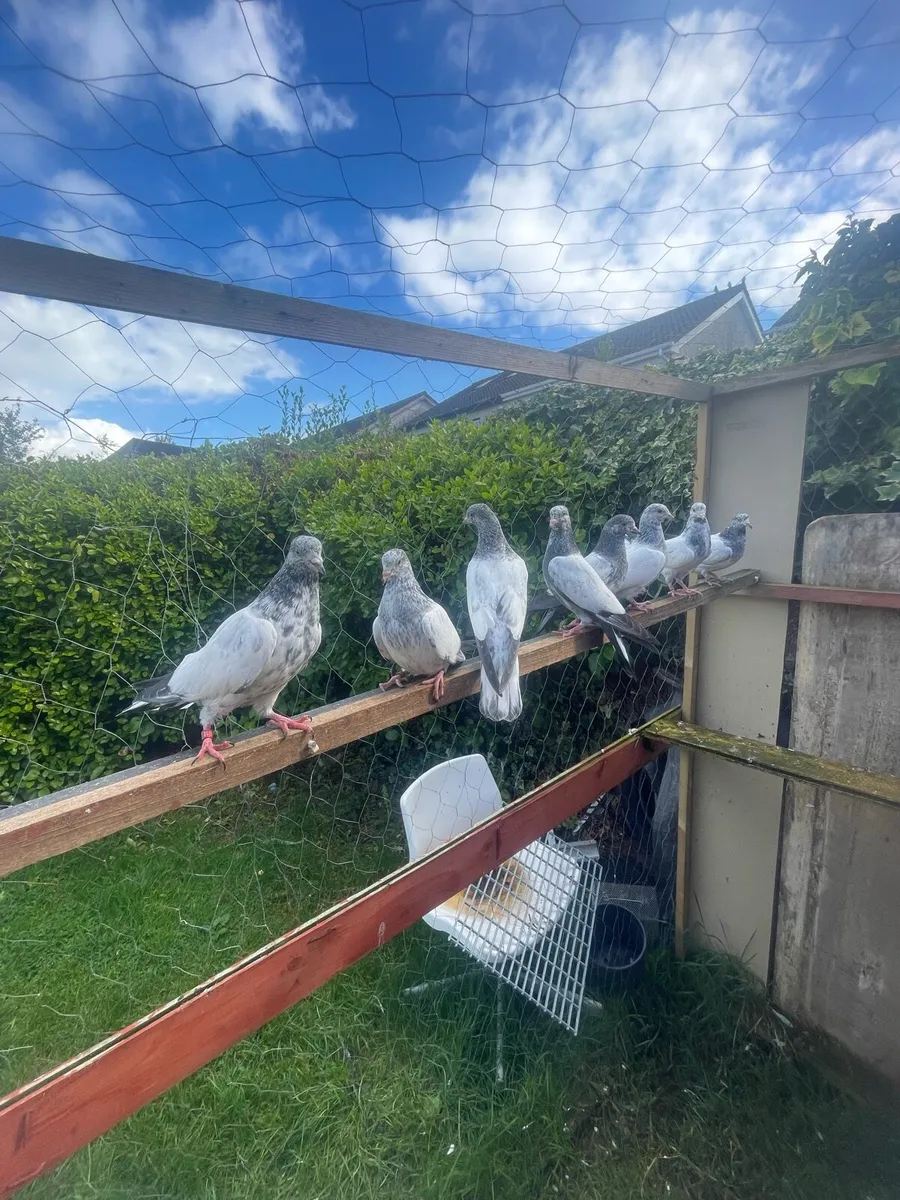 High Flyers baby pigeon - Image 2