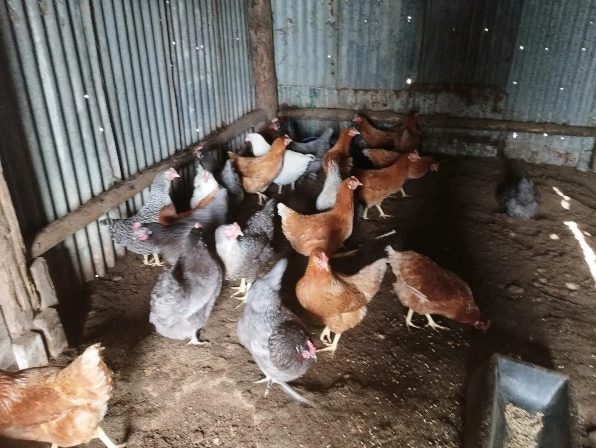 Pullets - Image 1