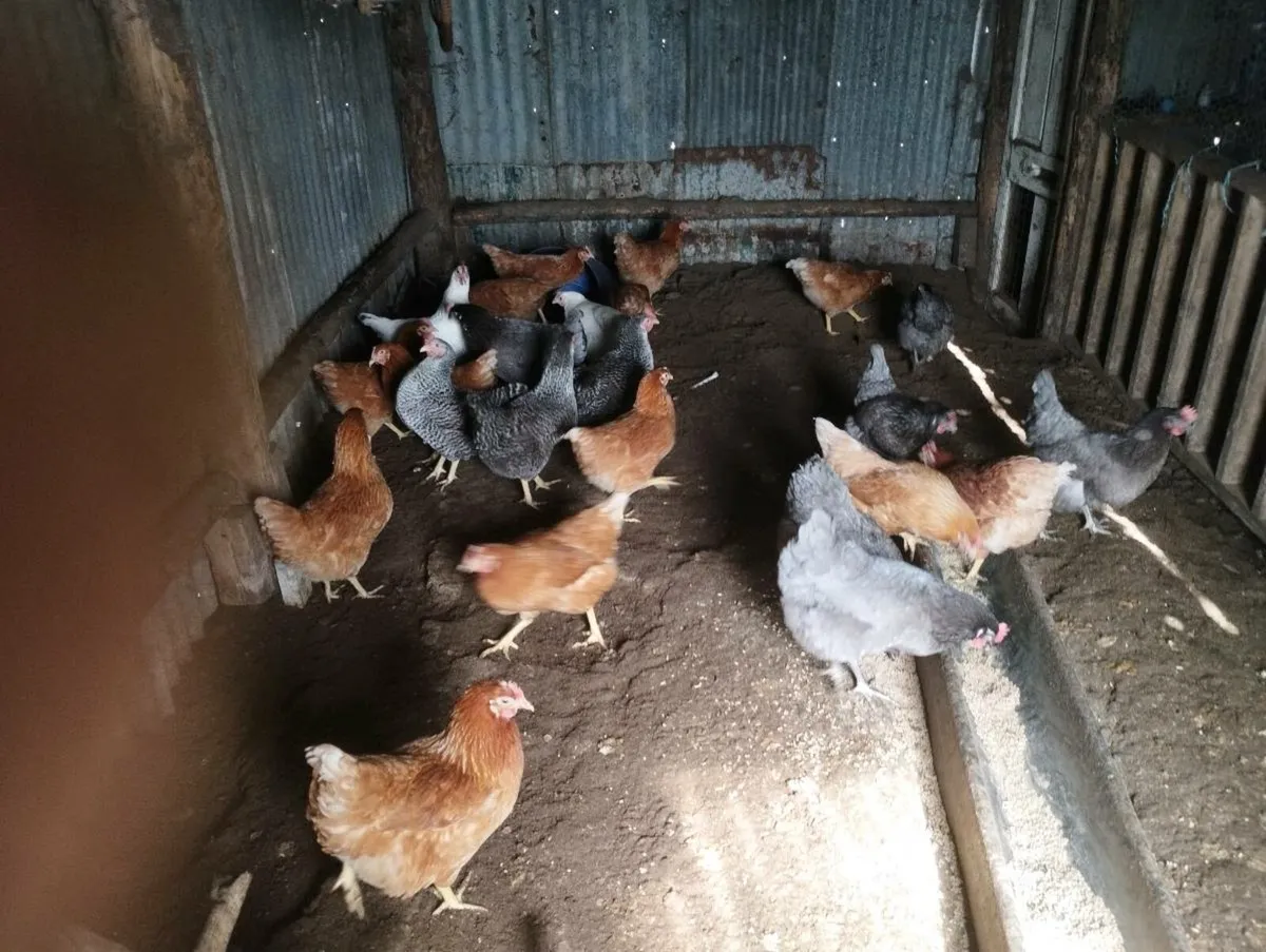 Pullets - Image 2