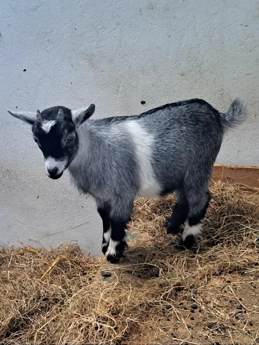 Pygmy goat wether - Image 1