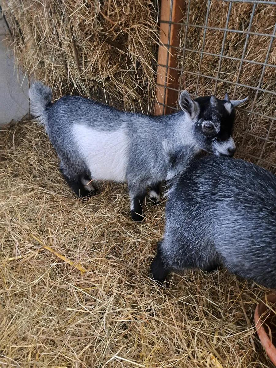 Pygmy goat wether - Image 2