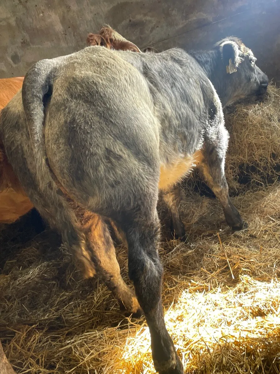 Super 5⭐️Belgian Blue Weanling Heifer - Image 1