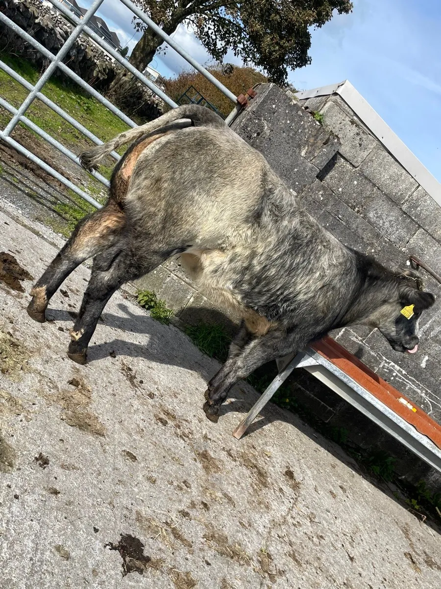 Super 5⭐️Belgian Blue Weanling Heifer - Image 3