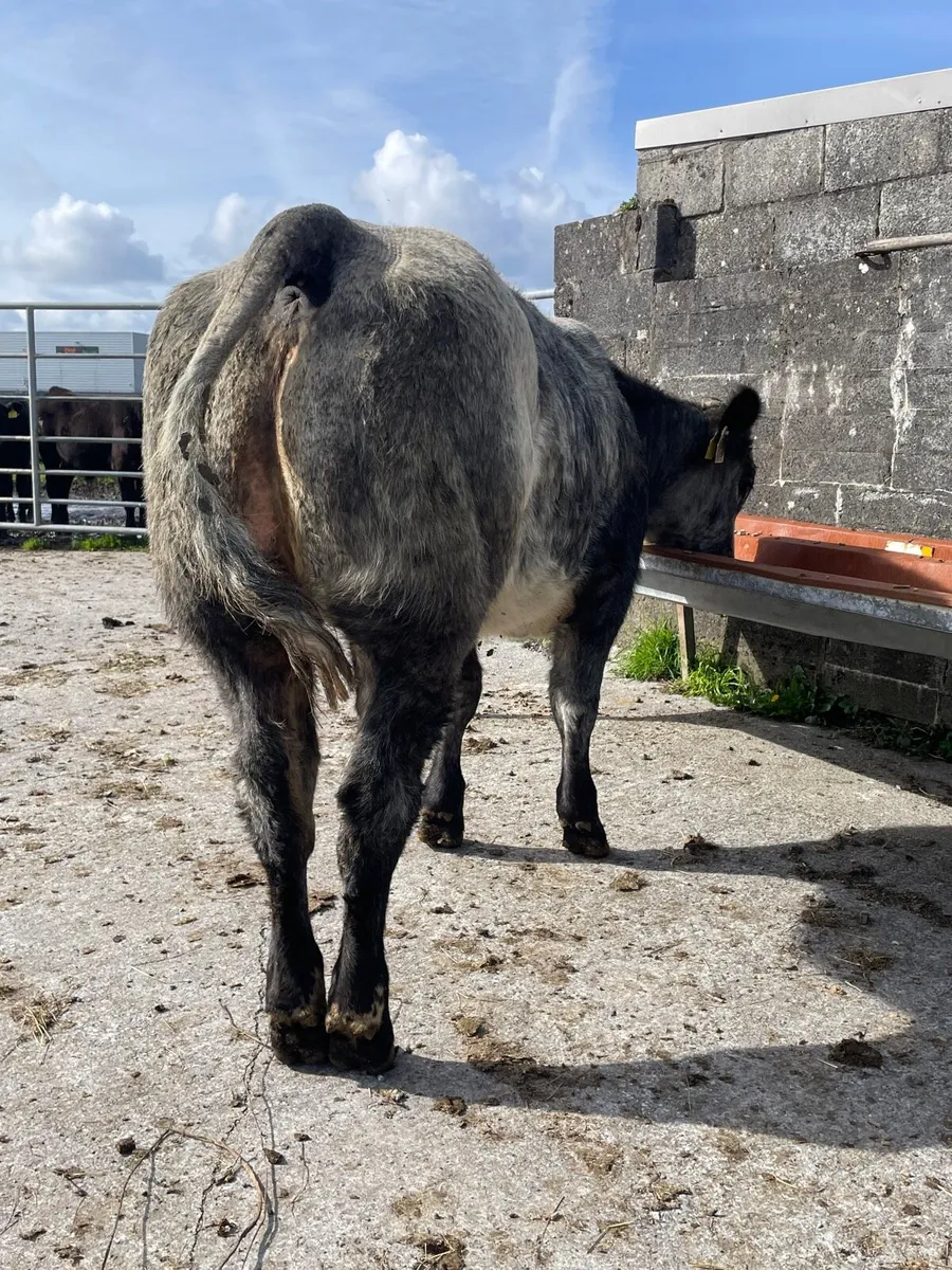 Super 5⭐️Belgian Blue Weanling Heifer - Image 4
