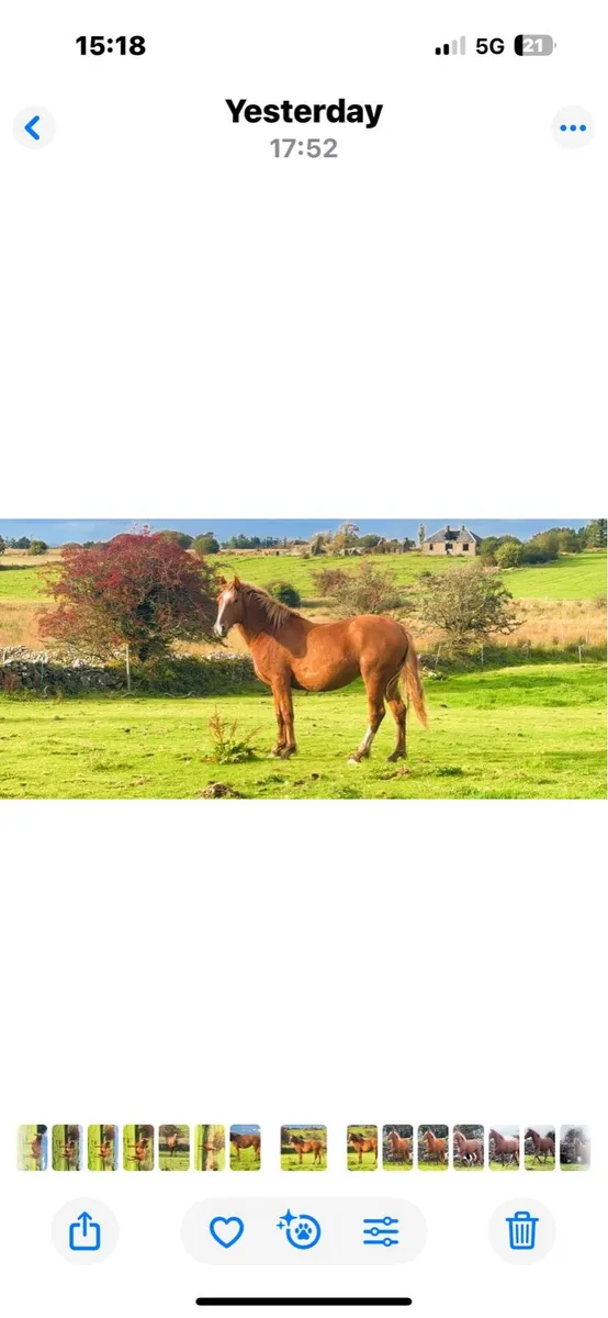 Beautiful 2year old ID filly - Image 1