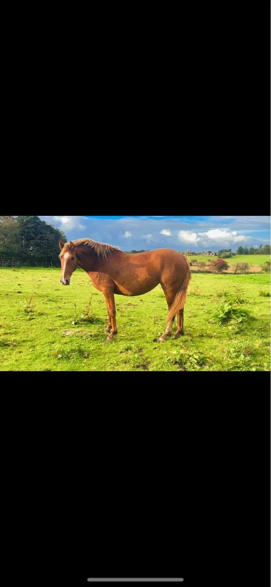 Beautiful 2year old ID filly - Image 2