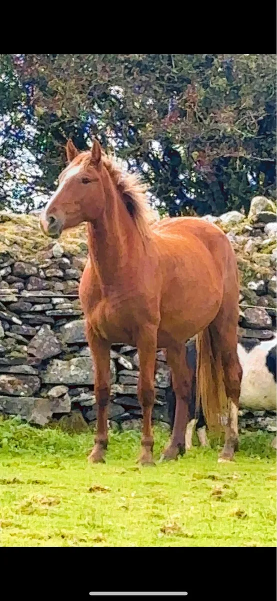 Beautiful 2year old ID filly - Image 3