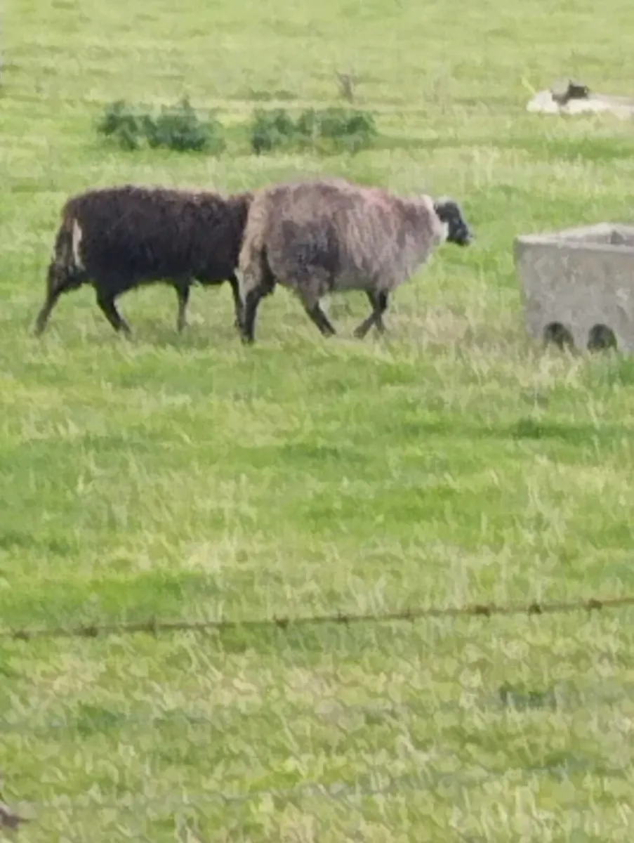 Shetland ewe lambs - Image 1