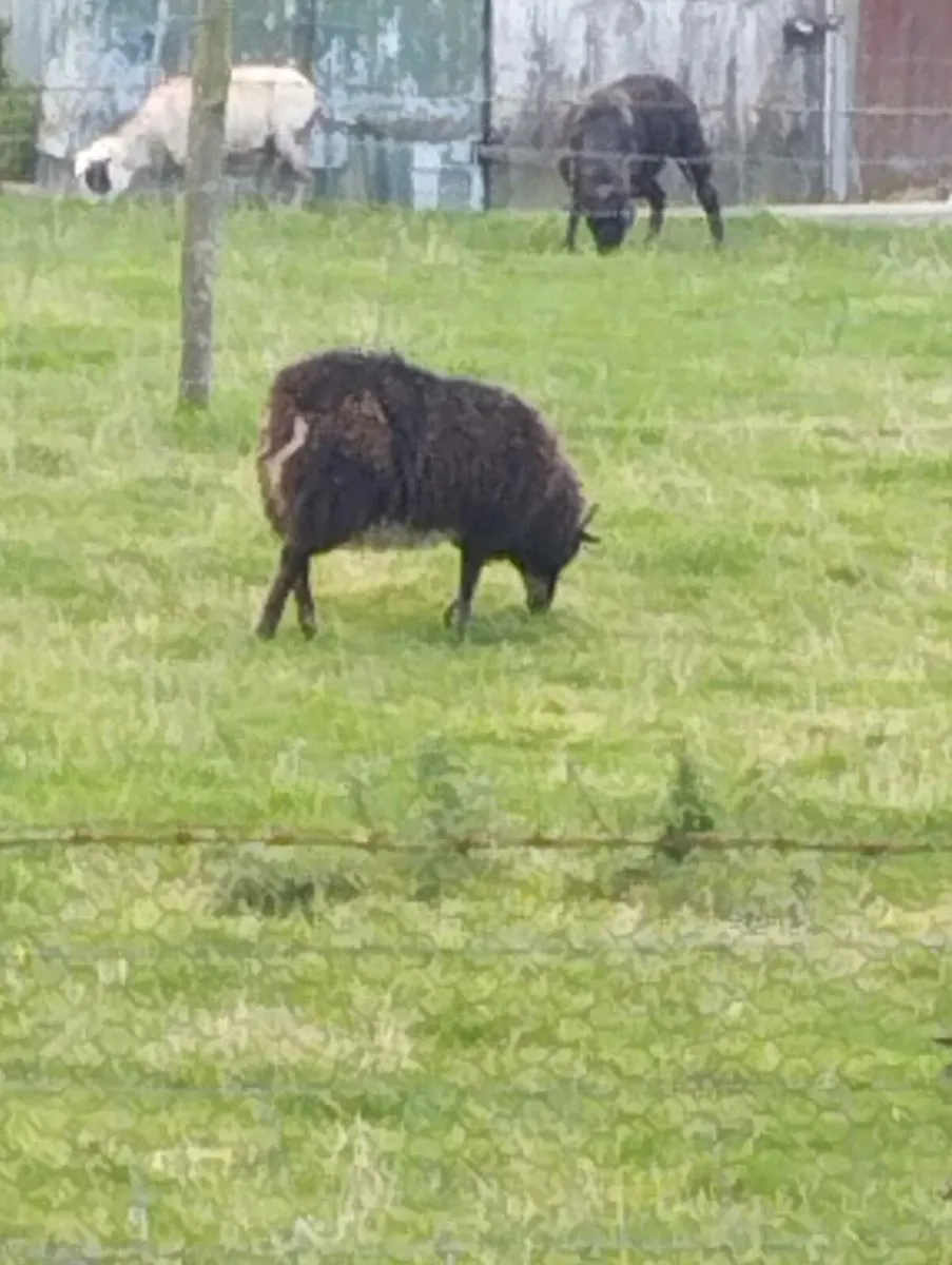 Shetland ewe lambs - Image 2