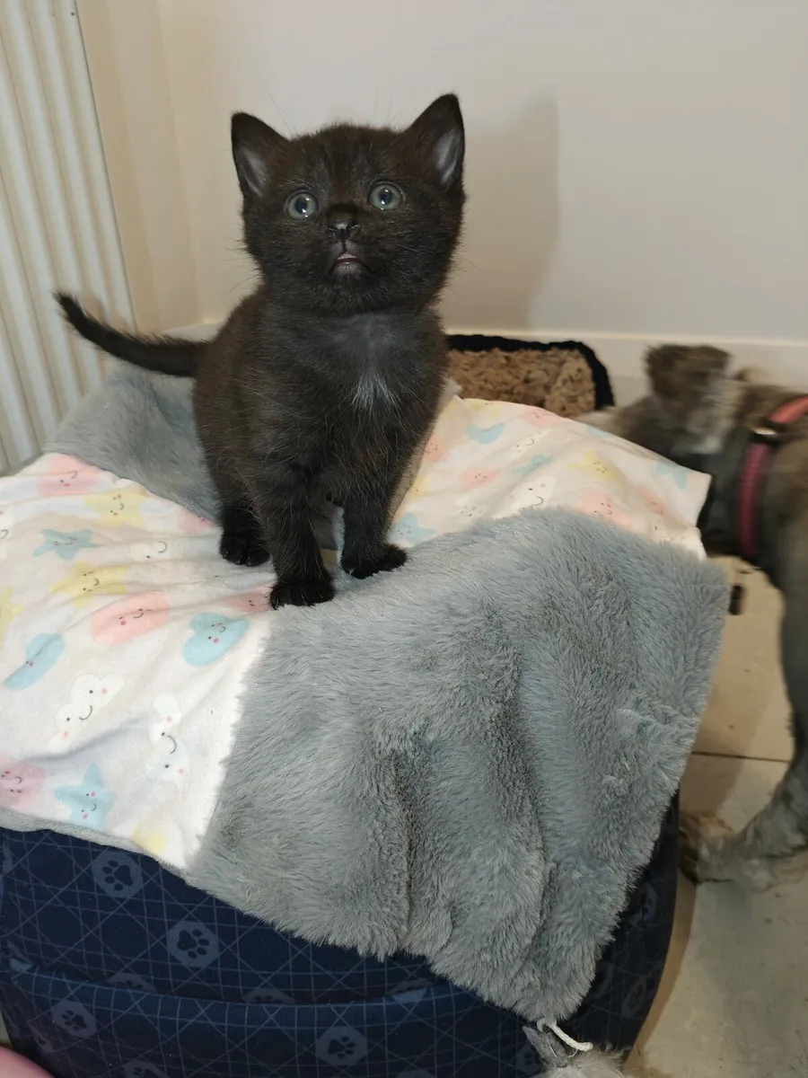 Female Kitten - Image 1
